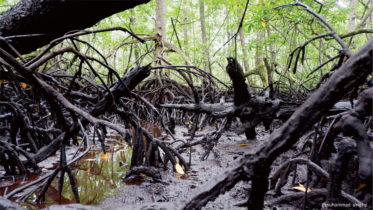 hutan-gambut-tropis-indonesia
